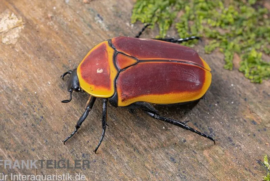 Kongo-Rosenkäfer (Aurantia), Pachnoda marginata aurantia