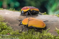Kongo-Rosenkäfer (Aurantia), Pachnoda marginata aurantia