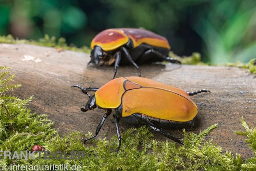 Kongo-Rosenkäfer (Aurantia), Pachnoda marginata aurantia