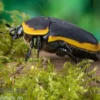 Kongo-Rosenkäfer (Marginata), Pachnoda marginata marginata