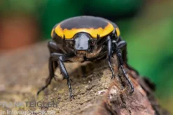 Kongo-Rosenkäfer (Marginata), Pachnoda marginata marginata