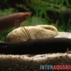Kongo-Schlammfisch, Phractolaemus ansorgii
