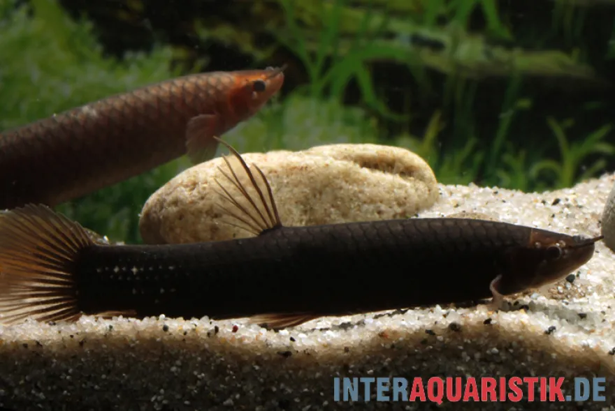 Kongo-Schlammfisch, Phractolaemus ansorgii