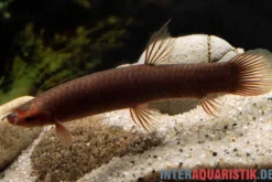 Kongo-Schlammfisch, Phractolaemus ansorgii