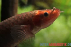 Kongo-Schlammfisch, Phractolaemus ansorgii