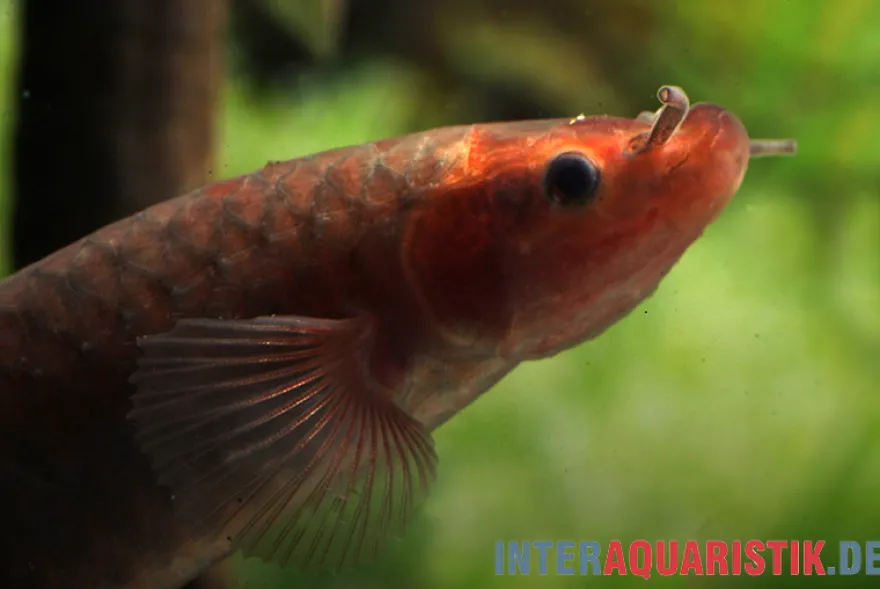 Kongo-Schlammfisch, Phractolaemus ansorgii