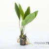 Kongo-Speerblatt, Anubias congensis, im Topf