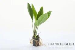 Kongo-Speerblatt, Anubias congensis, im Topf