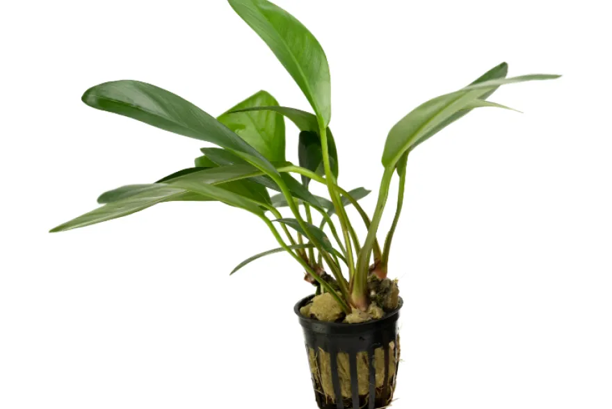 Kongo-Speerblatt, Anubias congensis, im Topf