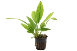 Kongo-Speerblatt, Anubias congensis, im Topf