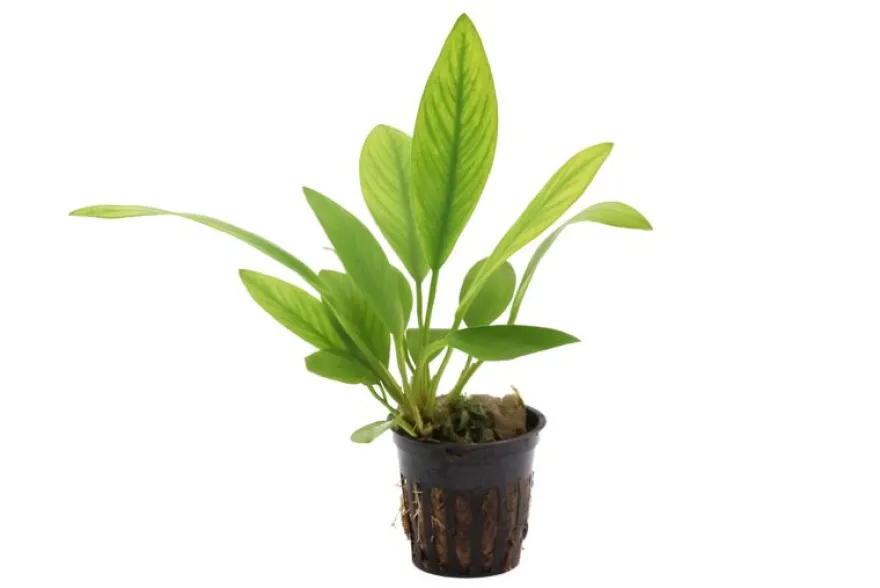Kongo-Speerblatt, Anubias congensis, im Topf