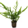 Kongowasserfarn, Bolbitis heudelotii, im Topf