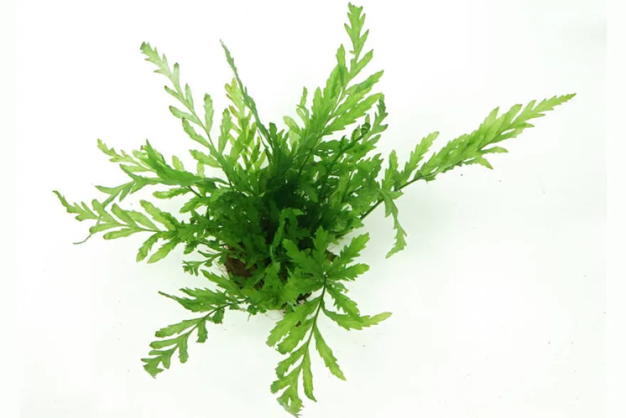 Kongowasserfarn, Bolbitis heudelotii, XL Topf, Mutterpflanze