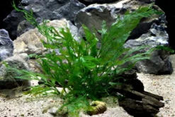 Kongowasserfarn, Bolbitis heudelotii, XL Topf, Mutterpflanze
