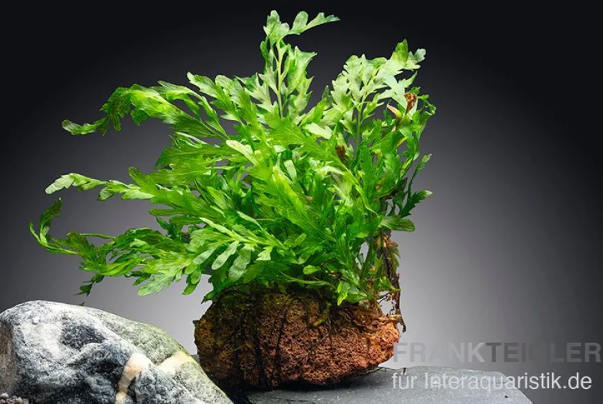 Kongowasserfarn, Bolbitis heudelotii, auf Lavastein 5-8 cm
