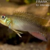 Kongo Zwergbuntbarsch, Nanochromis teugelsi