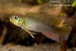 Kongo Zwergbuntbarsch, Nanochromis teugelsi