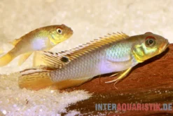 Kongo Zwergbuntbarsch, Nanochromis teugelsi