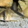 Kopfbinden-Panzerwels, Corydoras melini, 2-3 cm