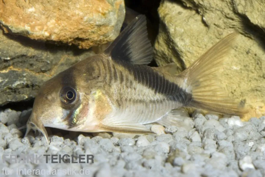 Kopfbinden-Panzerwels, Corydoras melini, 2-3 cm
