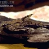 Kopfstrich-Dornwels, Amblydoras hancockii