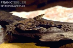 Kopfstrich-Dornwels, Amblydoras hancockii