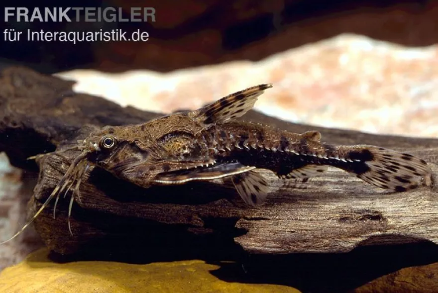 Kopfstrich-Dornwels, Amblydoras hancockii