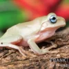 Korallenfinger-Laubfrosch "Blue Eye", Litoria caerulea
