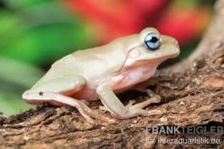 Korallenfinger-Laubfrosch "Blue Eye", Litoria caerulea