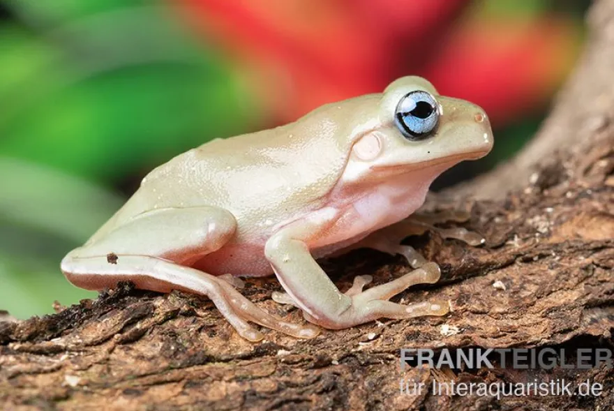 Korallenfinger-Laubfrosch "Blue Eye", Litoria caerulea