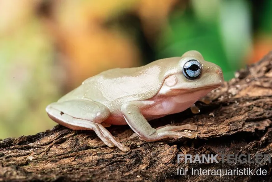 Korallenfinger-Laubfrosch "Blue Eye", Litoria caerulea