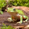 Korallenfinger-Laubfrosch, Litoria caerulea