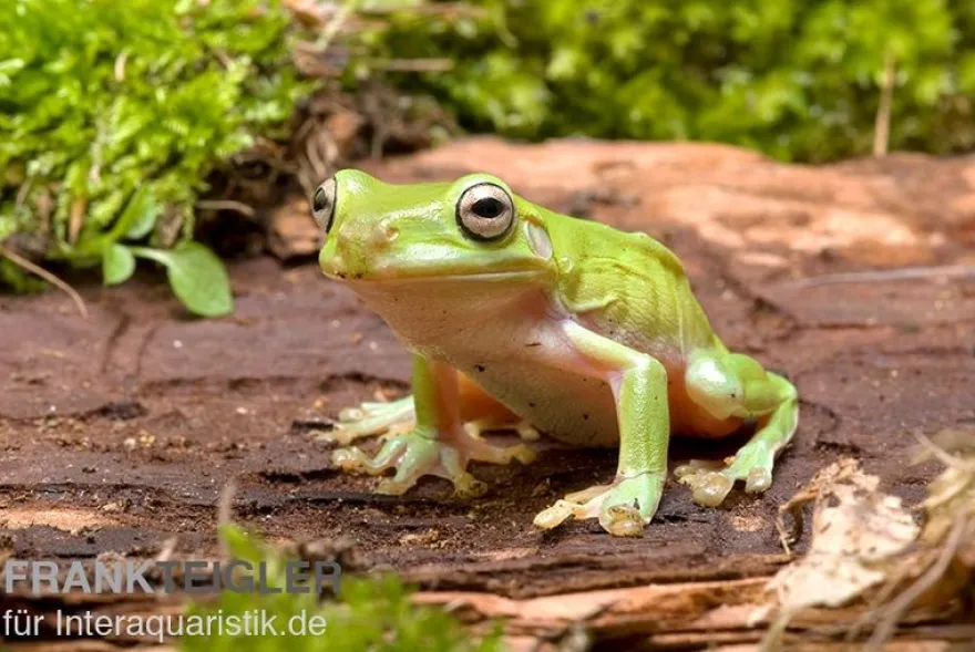 Korallenfinger-Laubfrosch, Litoria caerulea