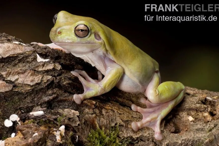 Korallenfinger-Laubfrosch, Litoria caerulea