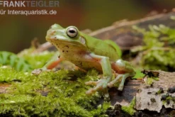 Korallenfinger-Laubfrosch, Litoria caerulea