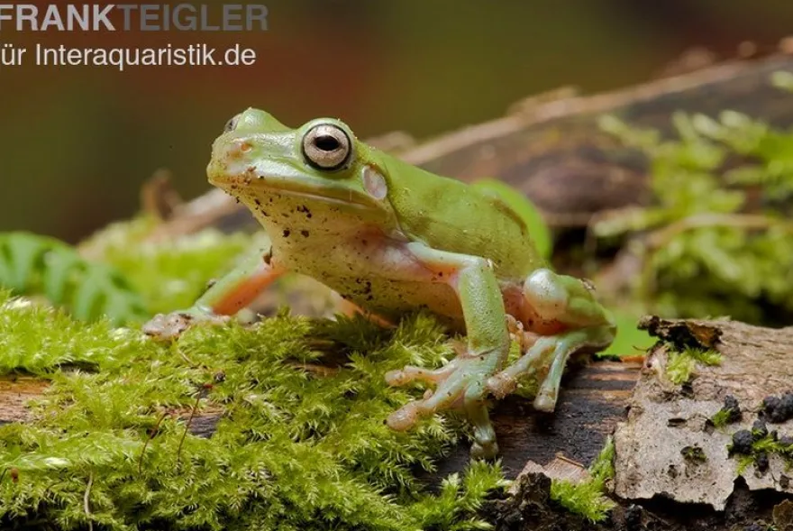 Korallenfinger-Laubfrosch, Litoria caerulea