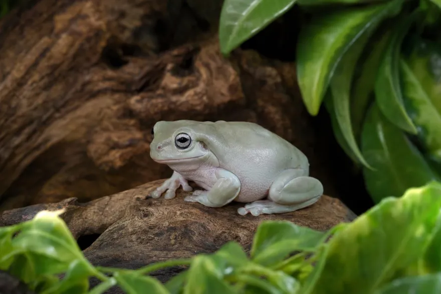 Korallenfinger-Laubfrosch „Super Snow“, Litoria caerulea