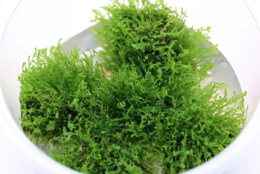 Korallenmoos, Riccardia chamedryfolia, In Vitro