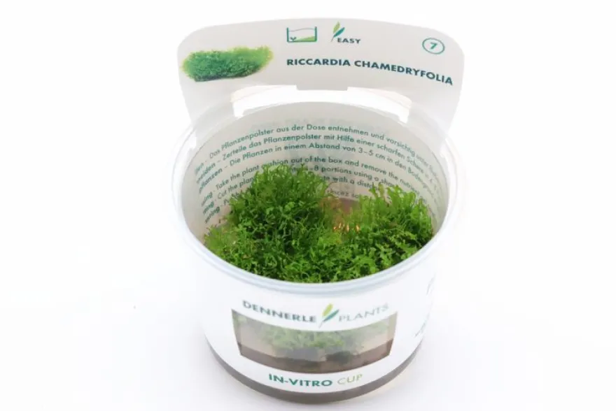 Korallenmoos, Riccardia chamedryfolia, In Vitro