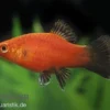 Korallenplaty Wagtail, Xiphophorus maculatus