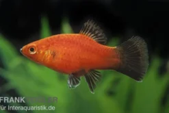 Korallenplaty Wagtail, Xiphophorus maculatus