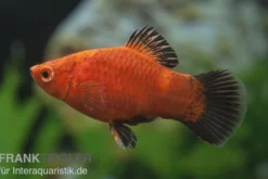 Korallenplaty Wagtail, Xiphophorus maculatus