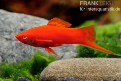 Korallenroter Schwertträger, Xiphophorus helleri Korallenrot, Zufällig ausgewählt