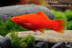 Korallenroter Schwertträger, Xiphophorus helleri Korallenrot, Zufällig ausgewählt