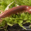 Korallenroter Tausendfüßer, Trigoniulus corallinus