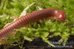 Korallenroter Tausendfüßer, Trigoniulus corallinus