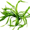 Korkenzieher-Schwertpflanze, Helanthium bolivianum "Vesuvius", im Topf