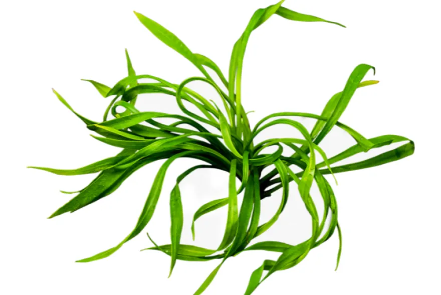 Korkenzieher-Schwertpflanze, Helanthium bolivianum "Vesuvius", im Topf