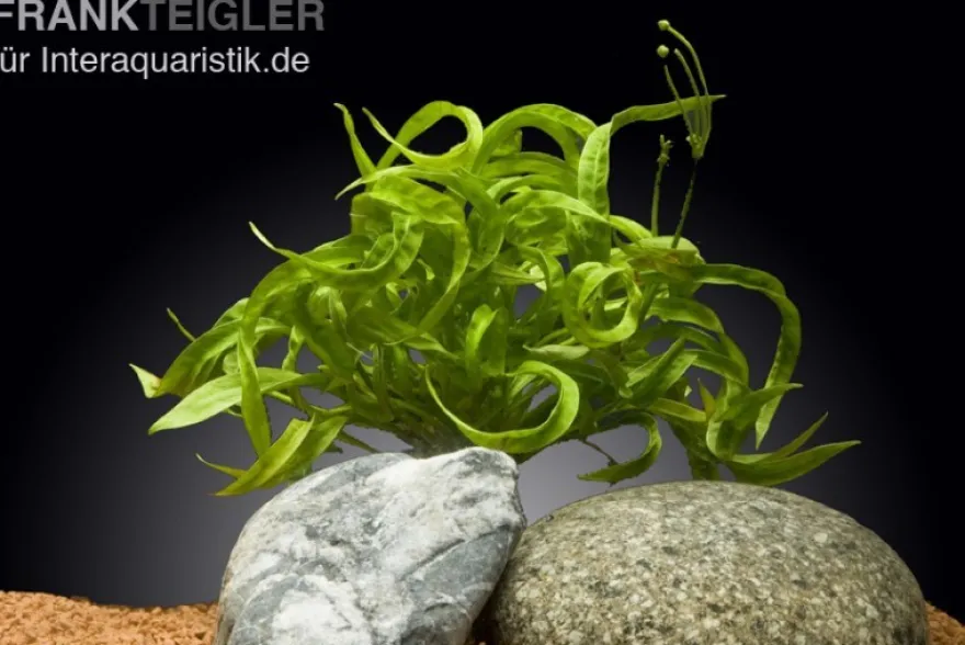 Korkenzieher-Schwertpflanze, Helanthium bolivianum "Vesuvius", im Topf