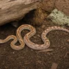 Kornnatter „Auratum Motley Striped“, Pantherophis guttatus